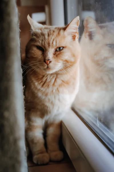 SB, male European Shorthair for adoption at Animal Sans Toit, Faimes — photo 5 of 7