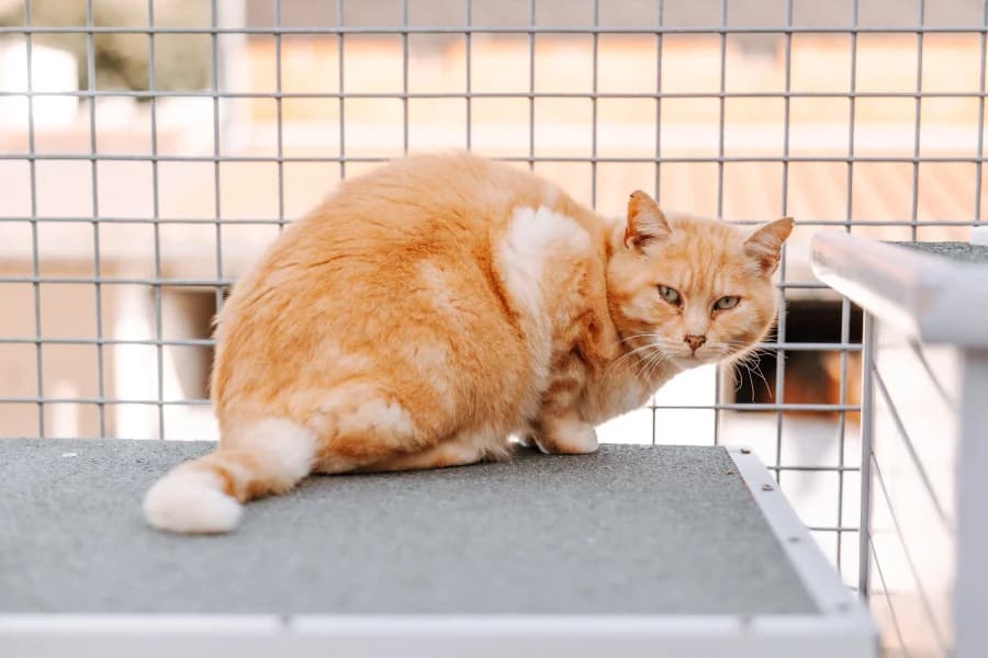 SB, male European Shorthair for adoption at Animal Sans Toit, Faimes — photo 6 of 7