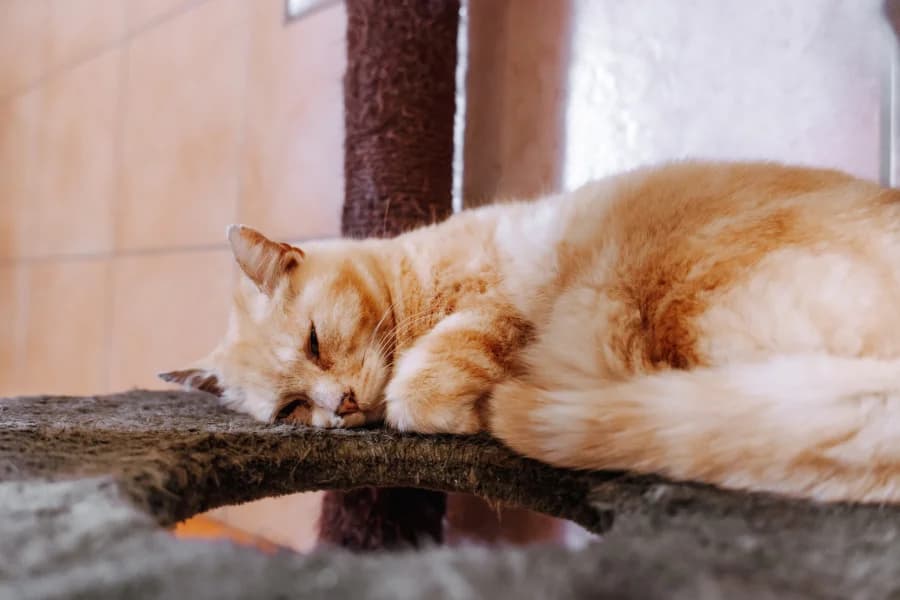 SB, male European Shorthair for adoption at Animal Sans Toit, Faimes — photo 7 of 7