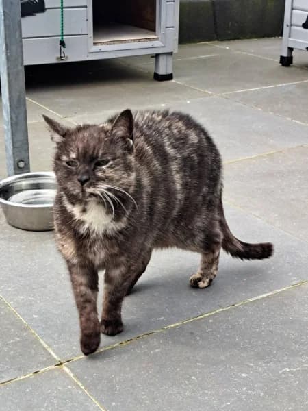 SB, female European Shorthair for adoption at Animal Sans Toit, Faimes