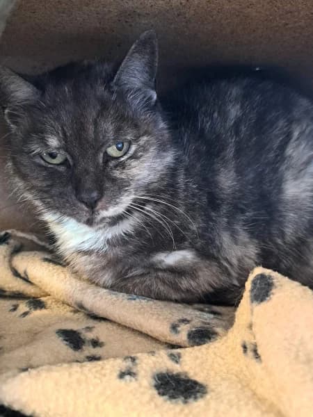 SB, female European Shorthair for adoption at Animal Sans Toit, Faimes — photo 2 of 7