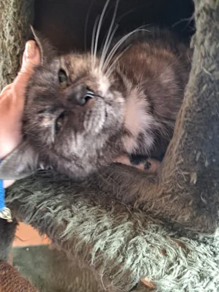 SB, female European Shorthair for adoption at Animal Sans Toit, Faimes — photo 3 of 7