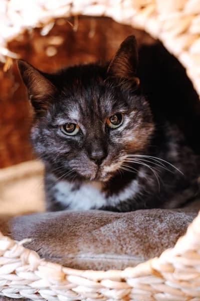 SB, female European Shorthair for adoption at Animal Sans Toit, Faimes — photo 4 of 7