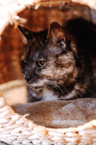 SB, female European Shorthair for adoption at Animal Sans Toit, Faimes — photo 5 of 7