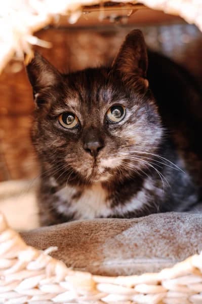 SB, female European Shorthair for adoption at Animal Sans Toit, Faimes — photo 6 of 7