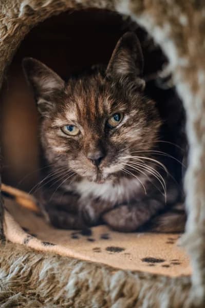 SB, female European Shorthair for adoption at Animal Sans Toit, Faimes — photo 7 of 7