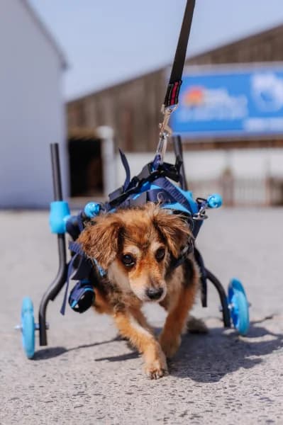 SB, female 7yo Mixed Breed for adoption at Animal Sans Toit, Faimes