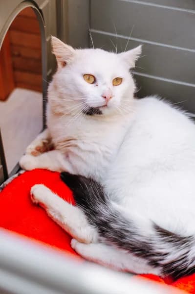 SB, male European Shorthair for adoption at Animal Sans Toit, Faimes