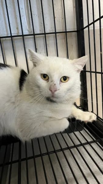 SB, male European Shorthair for adoption at Animal Sans Toit, Faimes — photo 2 of 4