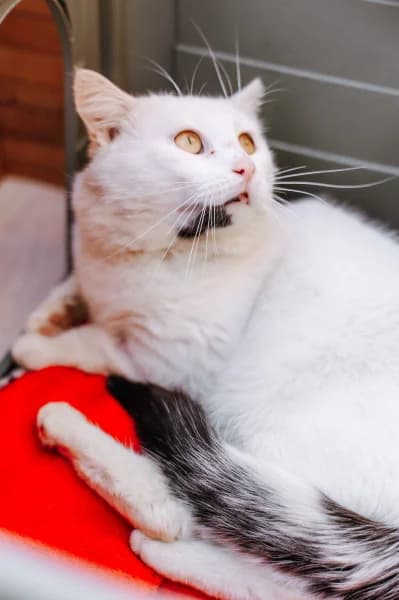 SB, male European Shorthair for adoption at Animal Sans Toit, Faimes — photo 3 of 4