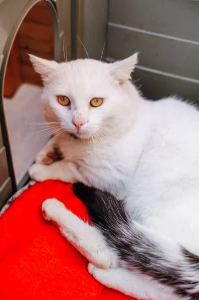 SB, male European Shorthair for adoption at Animal Sans Toit, Faimes — photo 4 of 4