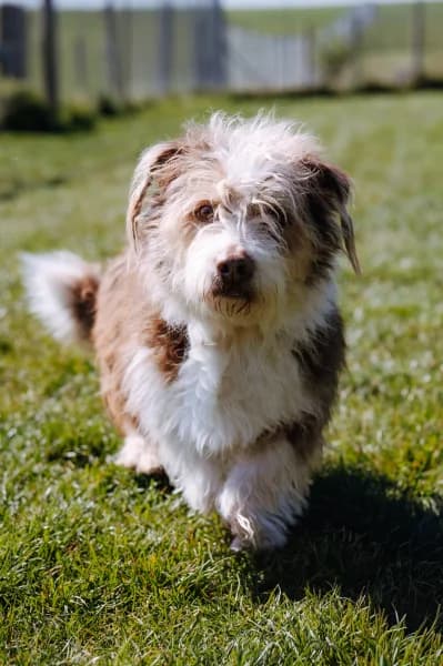 SB, male 4yo Mixed Breed for adoption at Animal Sans Toit, Faimes