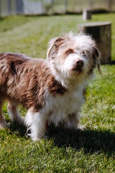 SB, male Mixed Breed for adoption at Animal Sans Toit, Faimes — photo 2 of 4