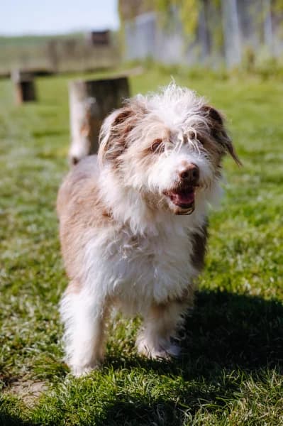 SB, male Mixed Breed for adoption at Animal Sans Toit, Faimes — photo 3 of 4