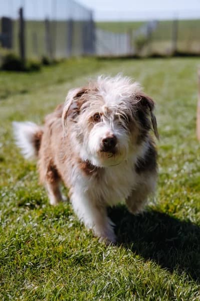 SB, male Mixed Breed for adoption at Animal Sans Toit, Faimes — photo 4 of 4