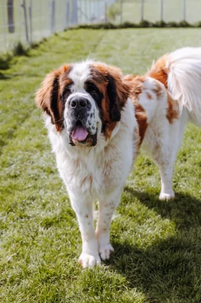 SB, male Mixed Breed for adoption at Animal Sans Toit, Faimes