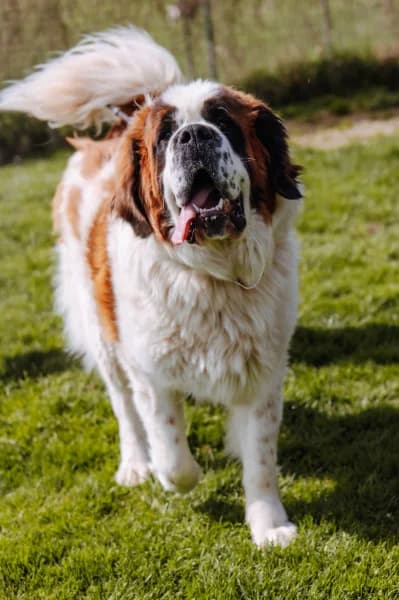 SB, male Mixed Breed for adoption at Animal Sans Toit, Faimes — photo 2 of 3
