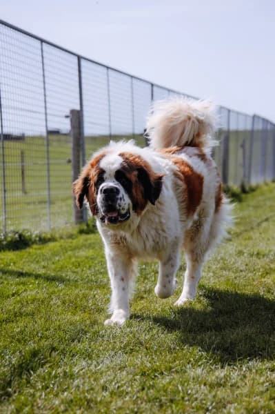 SB, male Mixed Breed for adoption at Animal Sans Toit, Faimes — photo 3 of 3