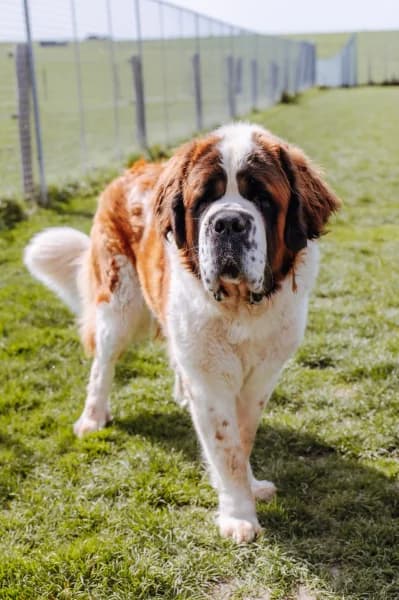 SB, female Mixed Breed for adoption at Animal Sans Toit, Faimes