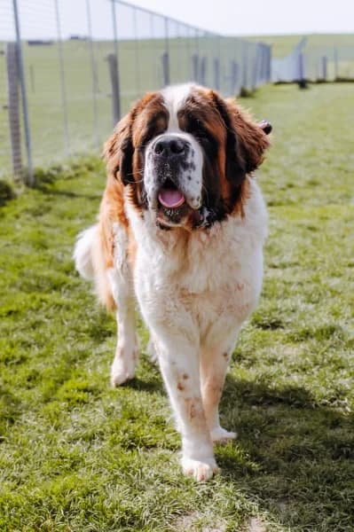 SB, female Mixed Breed for adoption at Animal Sans Toit, Faimes — photo 2 of 3