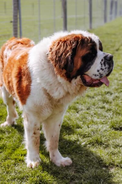 SB, female Mixed Breed for adoption at Animal Sans Toit, Faimes — photo 3 of 3