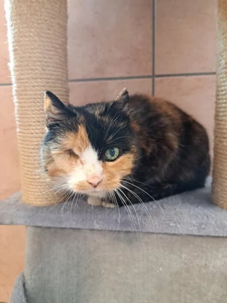 SB, female European Shorthair for adoption at Animal Sans Toit, Faimes