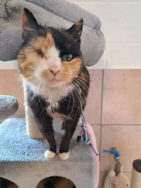 SB, female European Shorthair for adoption at Animal Sans Toit, Faimes — photo 2 of 3