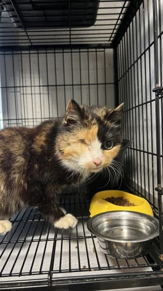 SB, female European Shorthair for adoption at Animal Sans Toit, Faimes — photo 3 of 3