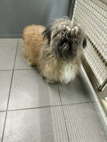 SB, male Mixed Breed for adoption at Animal Sans Toit, Faimes