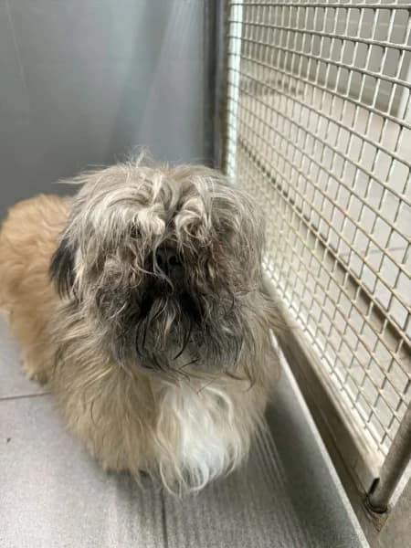 SB, male Mixed Breed for adoption at Animal Sans Toit, Faimes — photo 2 of 2