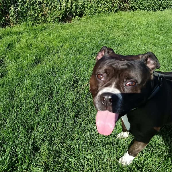 SB, female 4yo American Bully for adoption at Animal Sans Toit, Faimes