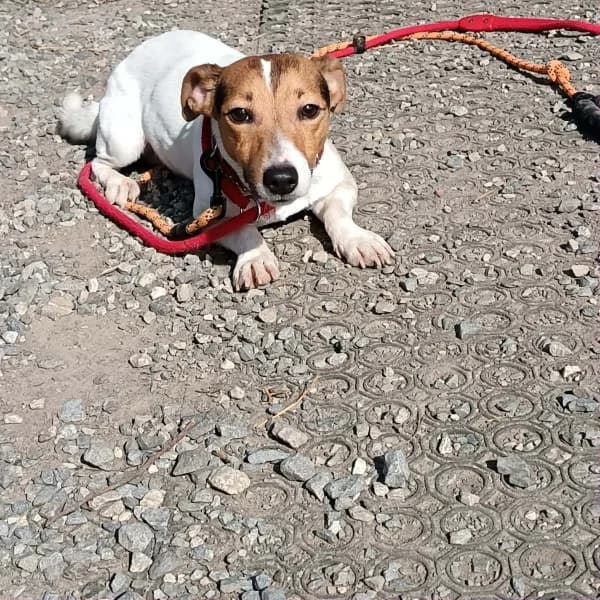 SB, male Jack Russell Terrier for adoption at Animal Sans Toit, Faimes