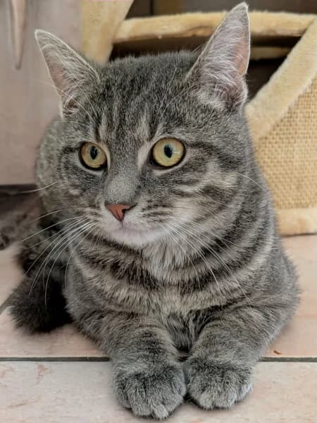 SB, male European Shorthair for adoption at Animal Sans Toit, Faimes