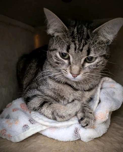 SB, female European Shorthair for adoption at Animal Sans Toit, Faimes