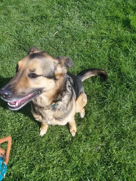 SB, female Mixed Breed for adoption at Animal Sans Toit, Faimes