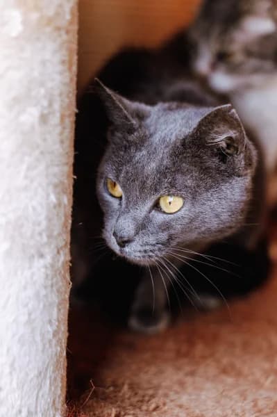 SB, female young European Shorthair for adoption at Animal Sans Toit, Faimes