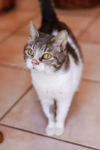 SB, female young European Shorthair for adoption at Animal Sans Toit, Faimes