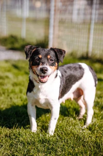 SB, female Jack Russell Terrier for adoption at Animal Sans Toit, Faimes