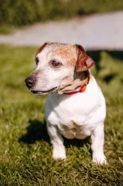 SB, female senior Jack Russell Terrier for adoption at Animal Sans Toit, Faimes