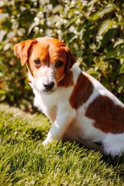 SB, female Jack Russell Terrier for adoption at Animal Sans Toit, Faimes