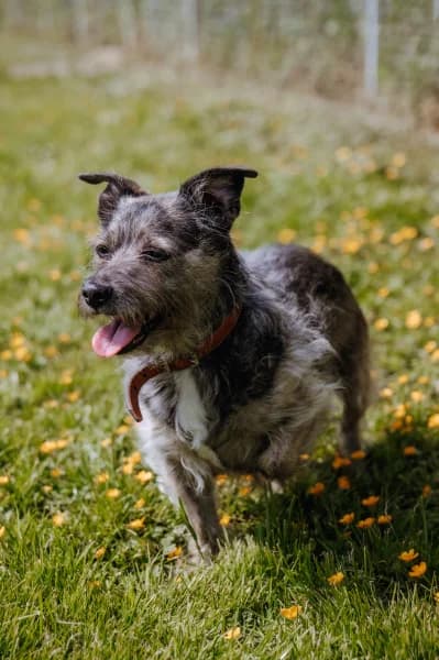 SB, male senior Mixed Breed for adoption at Animal Sans Toit, Faimes