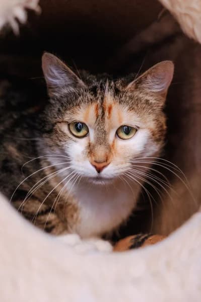 SB, female young European Shorthair for adoption at Animal Sans Toit, Faimes