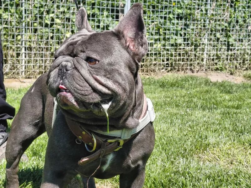 SB, male young Mixed Breed for adoption at Animal Sans Toit, Faimes