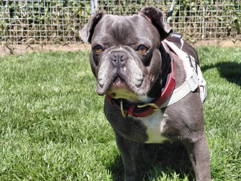 SB, female 4yo Mixed Breed for adoption at Animal Sans Toit, Faimes