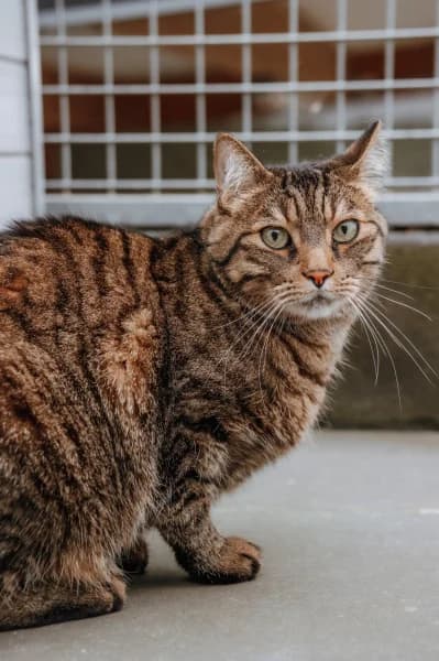 SB, male 7yo European Shorthair for adoption at Animal Sans Toit, Faimes