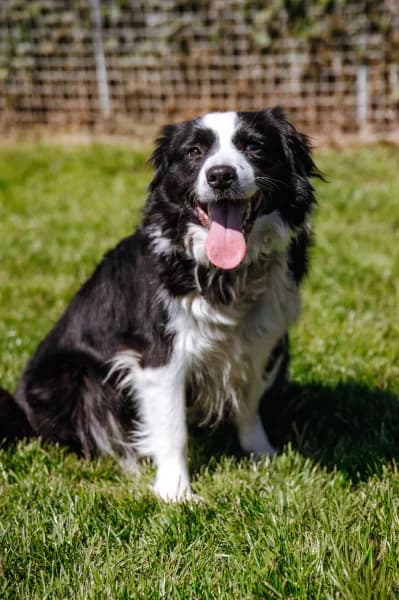 SB, female 3yo Border Collie for adoption at Animal Sans Toit, Faimes