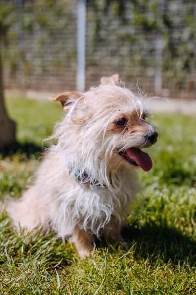SB, female senior Chihuahua for adoption at Animal Sans Toit, Faimes
