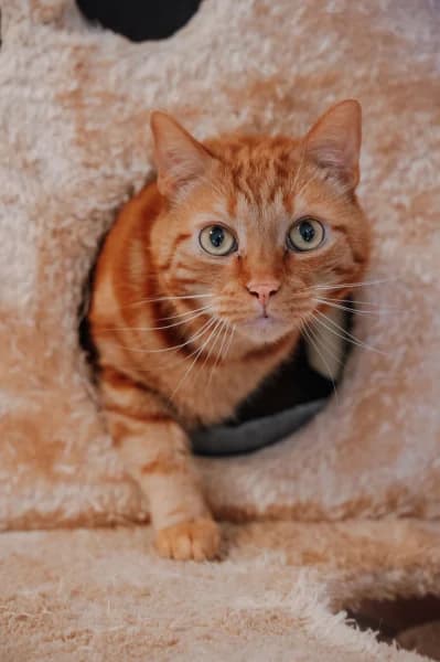 SB, male senior European Shorthair for adoption at Animal Sans Toit, Faimes
