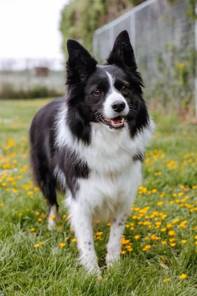SB, female 7yo Border Collie for adoption at Animal Sans Toit, Faimes