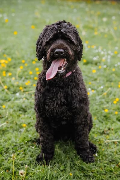 SB, male young Mixed Breed for adoption at Animal Sans Toit, Faimes